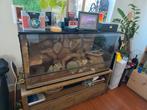 120x80x60 terrarium, Ophalen, Gebruikt, Terrarium of Paludarium