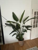 Strelitzia in pot, Huis en Inrichting, Kamerplanten, Ophalen, 100 tot 150 cm, Overige soorten, Halfschaduw