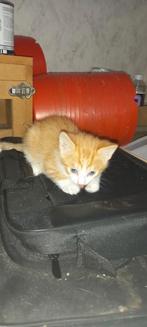 1 jonge kitten van 8 week oud, Dieren en Toebehoren, Katten en Kittens | Overige Katten, Kater, Kortharig, 0 tot 2 jaar
