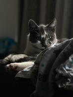 Gezocht rustig huisje voor deze 2 lieverds, Dieren en Toebehoren, Katten en Kittens | Raskatten | Korthaar, Poes, Gechipt, 6 jaar of ouder