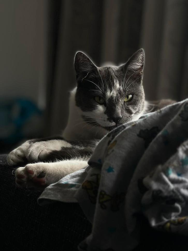 Gezocht rustig huisje voor deze 2 lieverds, Dieren en Toebehoren, Katten en Kittens | Raskatten | Korthaar, Poes, 6 jaar of ouder