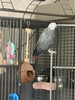 Mooie grijze roodstaart, Mannelijk, Papegaai, Geringd