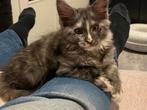Mooie sociale Maine Coon kittens met stamboom, Dieren en Toebehoren, Meerdere dieren, Gechipt, 0 tot 2 jaar