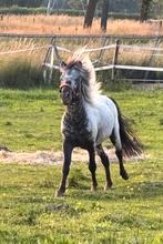 ‼️Prachtige few spot shetlander hengst‼️, Dieren en Toebehoren, Pony's, Hengst, A pony (tot 1.17m), 3 tot 6 jaar, Recreatiepony