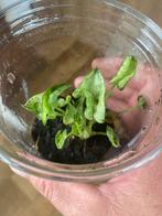 Terrariumplant Syngonium podophyllum “mini m “, Huis en Inrichting, Kamerplanten, Ophalen of Verzenden, Overige soorten, Minder dan 100 cm