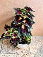 Siernetel Coleus bordeaux kamerplant planten 44 cm in pot, Huis en Inrichting, Kamerplanten, Ophalen, Overige soorten, Halfschaduw