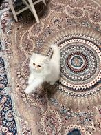 Te koop: Perzische kater – 3maanden – €650, Dieren en Toebehoren, Kater