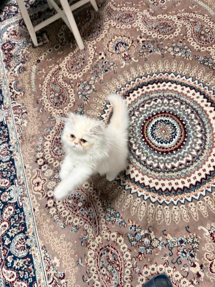 Te koop: Perzische kater – 3maanden – €650, Dieren en Toebehoren, Katten en Kittens | Overige Katten, Kater