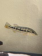 Cichla Royal Siks / snakeskin hybride, Dieren en Toebehoren, Vis, Zoetwatervis, Schoolvis