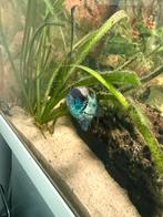 Acara electric blue koppel, Dieren en Toebehoren, Reptielen en Amfibieën, Hagedis, 0 tot 2 jaar