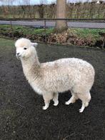 Alpaca hengst 1 jaar oud, Dieren en Toebehoren, Overige Dieren, Mannelijk