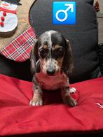 mooie korthaar teckel pups, Dieren en Toebehoren, Honden | Teckels en Dashonden, België, Fokker | Hobbymatig, Rabiës (hondsdolheid)