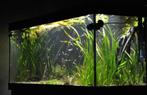 Juwel Rio 450L met proffesionele EHEIM 4+ pomp, Dieren en Toebehoren, Vissen | Aquaria en Toebehoren, Ophalen, Zo goed als nieuw