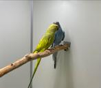 Kweekkoppel halsbandparkieten Opaline bont, Dieren en Toebehoren, Meerdere dieren, Parkiet, Geringd