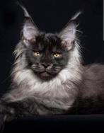 Gezocht kitten black smoke, Kater, Met stamboom