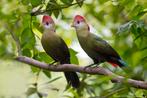 Goed klikkend koppel roodkuiftoerakos, Meerdere dieren, Tropenvogel