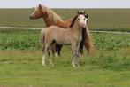 Welsh A hengstveulen (valk kleurig), Dieren en Toebehoren, Pony's, Niet van toepassing, 0 tot 2 jaar, Hengst, A pony (tot 1.17m)