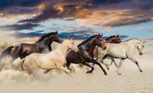 Paarden behang In Galop - Vlies 368 x 280 cm - SALE, Korting, Huis en Inrichting, Stoffering | Behang, 10 tot 25 m², Verzenden