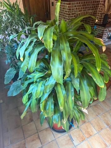 Dracaena fragrans beschikbaar voor biedingen