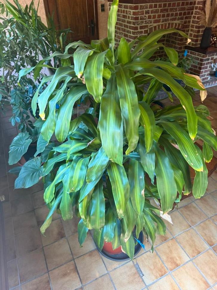 Dracaena fragrans, Huis en Inrichting, Kamerplanten, Overige soorten, 150 tot 200 cm, Ophalen of Verzenden