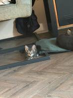 Kittens, Meerdere dieren