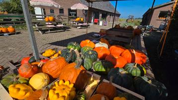 Pompoen,eetbaar, sier, Halloween beschikbaar voor biedingen