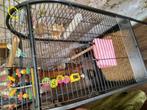 Agaponis., Dieren en Toebehoren, Vogels | Parkieten en Papegaaien, Geslacht onbekend, Parkiet