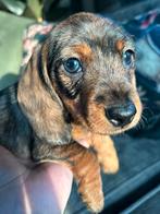 Blauw oog merle dwergteckel pup reutje, Parvo, Reu, 8 tot 15 weken, Dwerg