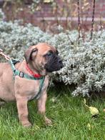 prachtige Bullmastiff pups> mogen dit weekend nest verlaten, Dieren en Toebehoren, Overige rassen, 8 tot 15 weken, CDV (hondenziekte)