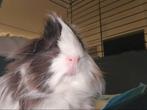 Cavia's 2 ( knuffel ) beertjes inclusief toebehoren, Dieren en Toebehoren, Konijnen, Mannelijk, Klein, 0 tot 2 jaar
