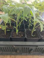 Tomatenplanten te koop, Zomer, Ophalen
