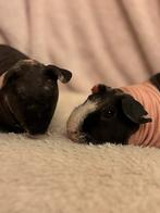 Twee lieve skinny cavia beertjes zoeken een nieuw huisje ️, Dieren en Toebehoren, Knaagdieren, Cavia, Mannelijk, Mei, Tam