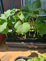 KOMKOMMER AUBERGINE Tomaat Biber Aci Tatli Kılıç  Cinbiber, Tuin en Terras, Planten | Tuinplanten, Volle zon, Groenteplanten, Eenjarig