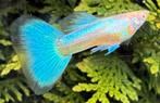 ⭐️ High Quality Albino Blue Singa Blue Tail Guppen ⭐️, Vis, Zoetwatervis, Schoolvis