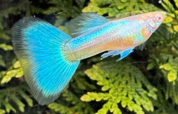 ⭐️ High Quality Albino Blue Singa Blue Tail Guppen ⭐️ beschikbaar voor biedingen
