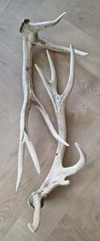 Oud hertengewei, Verzamelen, Dierenverzamelingen, Ophalen of Verzenden