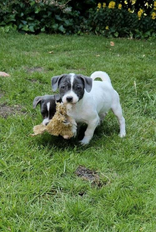 Speelse kruising mix pups zoeken een plekje, Dieren en Toebehoren, Honden | Niet-rashonden, Klein, Meerdere dieren, Fokker | Hobbymatig
