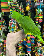 Amazone’s papegaaien, Dieren en Toebehoren, Vogels | Parkieten en Papegaaien, Papegaai, Meerdere dieren, Pratend