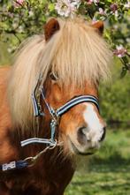 Goede plek gezocht voor Tanja, Dieren en Toebehoren, Stalling en Weidegang