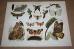 2 antieke kleurenlitho's - Diverse soorten vlinders - 1900!!, Gebruikt, Ophalen