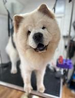 Nieuw huisje voor onze chow chow, Dieren en Toebehoren, Honden | Poolhonden, Keeshonden en Oertypen, Particulier, 1 tot 2 jaar