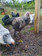 Brahma hanen, Dieren en Toebehoren, Pluimvee, Mannelijk, Kip