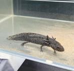 Axolotls Wildkleur (jonge exemplaren), Dieren en Toebehoren, Vis