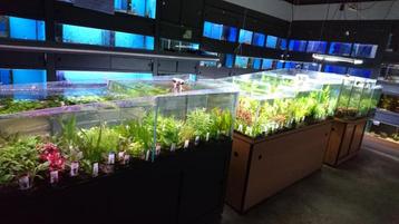 Het hele weekend geopend aquariumplanten 4 voor €12.50 beschikbaar voor biedingen