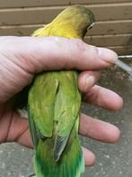 Prachtige jonge agapornis personata split geel, Dieren en Toebehoren, Vogels | Parkieten en Papegaaien, Meerdere dieren, Dwergpapegaai of Agapornis