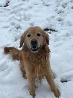 Dekreu golden retriever HD/ED vrij, Dieren en Toebehoren, Reu, 1 tot 2 jaar, Parvo, Meerdere