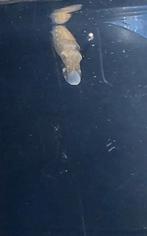 Zeeaquarium gezocht help, Dieren en Toebehoren, Ophalen of Verzenden, Zo goed als nieuw, Gevuld zeewateraquarium