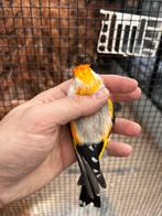 Majoor putter agaat witkop man 2025, Dieren en Toebehoren, Mannelijk, Wildzangvogel