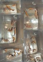 Veel jonge/ baby luipaardgekko's, Dieren en Toebehoren, Reptielen en Amfibieën, Hagedis, 0 tot 2 jaar