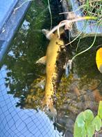 Goudzeelt, Karper of Koi